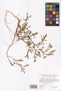 Морская горчица морская Scop., Восточная Европа, Северо-Западный район (E2) (Россия)