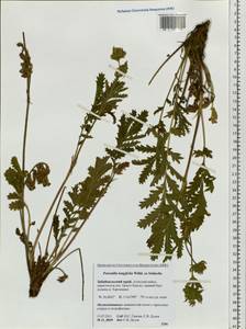 Лапчатка длиннолистная Willd., Сибирь, Прибайкалье и Забайкалье (S4) (Россия)