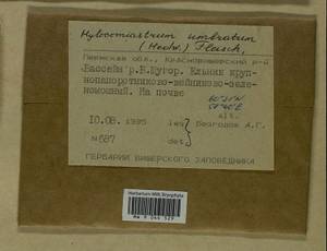 Hylocomiastrum umbratum (Hedw.) M. Fleisch. ex Broth., Гербарий мохообразных, Мхи - Пермский край, Удмуртия, Свердловская и Кировская области (B8) (Россия)