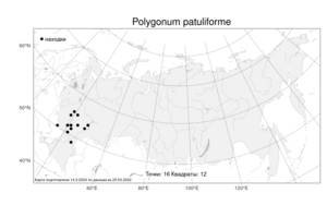 Polygonum patuliforme, Спорыш отклоненновидный Vorosch., Атлас флоры России (FLORUS) (Россия)