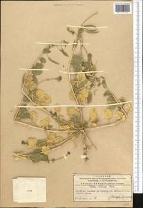 Cleome noeana subsp. noeana, Средняя Азия и Казахстан, Западный Тянь-Шань и Каратау (M3) (Казахстан)