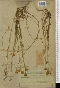 Петрорагия прорастающая (L.) P.W.Ball & Heywood, Кавказ, Азербайджан (K6) (Азербайджан)