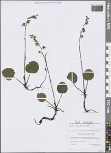 Грушанка круглолистная L., Сибирь, Западная Сибирь (S1) (Россия)