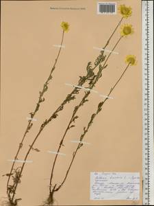 Cota tinctoria subsp. tinctoria, Восточная Европа, Белоруссия (E3a) (Белоруссия)