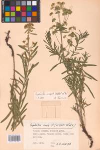 Молочай лозный, Молочай прутьевидный Waldst. & Kit., Восточная Европа, Центральный район (E4) (Россия)