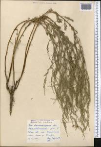 Artemisia maritima subsp. maritima, Средняя Азия и Казахстан, Прикаспийский Устюрт и Северное Приаралье (M8) (Казахстан)