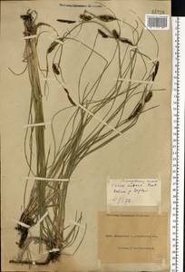 Осока черноколосая M.Bieb. ex Willd., Восточная Европа, Северо-Украинский район (E11) (Украина)