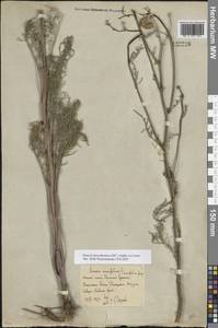Якобея днепровская (DC.) B.Nord., Восточная Европа, Ростовская область (E12a) (Россия)