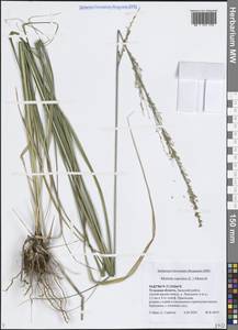 Молиния голубая (L.) Moench, Восточная Европа, Центральный район (E4) (Россия)