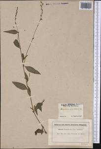 Persicaria punctata (Elliott) Small, Америка (AMER) (США)