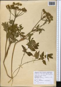 Selinum ponticum (Boiss.) Hand, Зарубежная Азия (ASIA) (Турция)