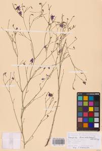 Delphinium consolida subsp. divaricatum (Ledeb.) A.Nyár., Восточная Европа, Нижневолжский район (E9) (Россия)