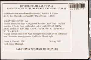 Homalothecium nevadense (Lesq.) Renauld & Cardot, Гербарий мохообразных, Мхи - Америка (BAm) (США)