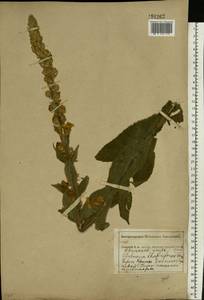 Коровяк густоцветковый Bertol., Восточная Европа, Центральный лесостепной район (E6) (Россия)