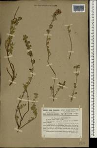 Teucrium divaricatum Sieber ex Heldr., Зарубежная Азия (ASIA) (Израиль)