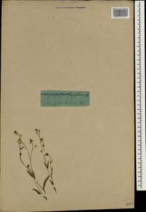 Cynoglossum cheirifolium, Зарубежная Азия (ASIA) (Россия)