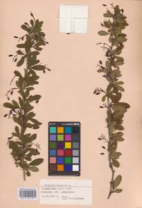 Барбарис обыкновенный L., Восточная Европа, Эстония (E2c) (Эстония)