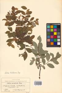 Ива Бебба, Ива Бэбба Sarg., Сибирь, Дальний Восток (S6) (Россия)