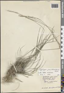 Pseudoroegneria gracillima (Nevski) Á.Löve, Кавказ, Северная Осетия, Ингушетия и Чечня (K1c) (Россия)