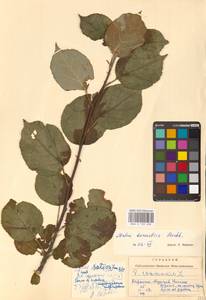 Яблоня домашняя (Suckow) Borkh., Восточная Европа, Западно-Украинский район (E13) (Украина)