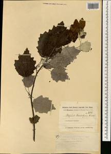 Populus alba var. pyramidalis Bunge, Зарубежная Азия (ASIA) (Иран)