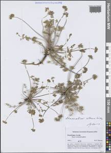 Стеноцелиум атамантовидный (M.Bieb.) Ledeb., Сибирь, Алтай и Саяны (S2) (Россия)