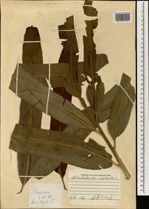 Акростихум золотистый L., Зарубежная Азия (ASIA) (Вьетнам)