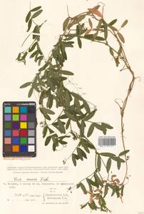 Горошек приятный Fisch. ex Ser., Сибирь, Дальний Восток (S6) (Россия)