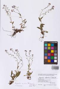 Незабудка азиатская (Vestergr. ex Hultén) Schischk. & Serg., Сибирь, Западная Сибирь (S1) (Россия)