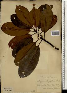 Palaquium gutta (Hook.) Baill., Зарубежная Азия (ASIA) (Индонезия)