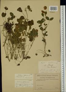 Клевер гибридный L., Восточная Европа, Средневолжский район (E8) (Россия)