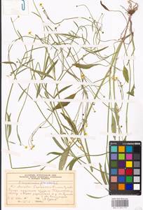 Лютик жгучий, Прыщинец L., Восточная Европа, Московская область и Москва (E4a) (Россия)