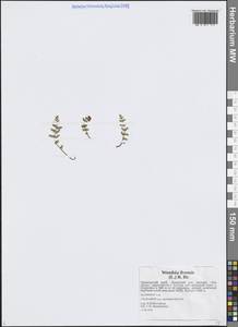 Вудсия эльбская (L.) R.Br., Сибирь, Дальний Восток (S6) (Россия)