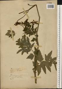 Пастернак посевной L., Восточная Европа, Центральный лесостепной район (E6) (Россия)