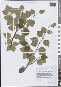 Береза пушистая Ehrh., Сибирь, Прибайкалье и Забайкалье (S4) (Россия)