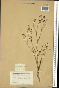 Володушка серповидная L., Кавказ (без точных местонахождений) (K0)