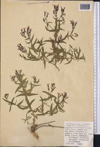 Gypsophila sewerzowii (Regel & Schmalh.) R. Kam., Средняя Азия и Казахстан, Памир и Памиро-Алай (M2) (Узбекистан)
