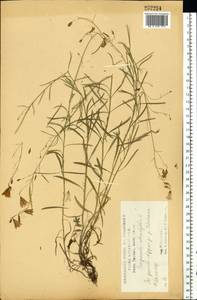 Колокольчик круглолистный L., Восточная Европа, Центральный лесостепной район (E6) (Россия)