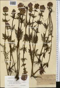 Pedicularis anthemifolia subsp. elatior (Regel) Tsoong, Средняя Азия и Казахстан, Северный и Центральный Тянь-Шань (M4) (Казахстан)