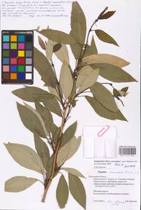 Populus longifolia × suaveolens, Восточная Европа, Центральный район (E4) (Россия)