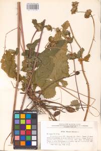 MHA 0 154 230, Зопничек клубненосный (L.) Moench, Восточная Европа, Северо-Украинский район (E11) (Украина)