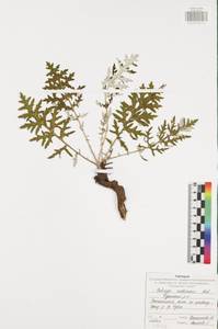 Echinops ritro var. ruthenicus (M.Bieb.) Schrad., Восточная Европа, Центральный район (E4) (Россия)