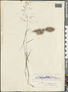 Полевица, Кавказ, Северная Осетия, Ингушетия и Чечня (K1c) (Россия)