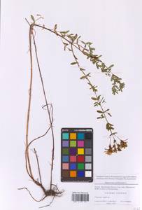 Зверобой продырявленный L., Восточная Европа, Московская область и Москва (E4a) (Россия)