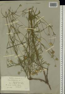 Ломелозия серебристая (L.) Greuter & Burdet, Восточная Европа, Нижневолжский район (E9) (Россия)