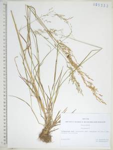 KHA5533, Мятлик болотный L., Сибирь, Дальний Восток (S6) (Россия)