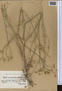 Жабрица пушистоголовая (Pall. ex Spreng.) Schischk., Средняя Азия и Казахстан, Прикаспийский Устюрт и Северное Приаралье (M8) (Казахстан)