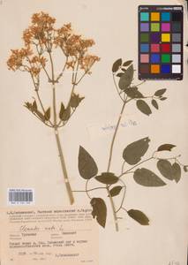 Ломонос прямой L., Восточная Европа, Центральный район (E4) (Россия)