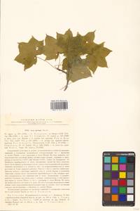 Клен Майра (Schwer.) H.Ohashi, Сибирь, Дальний Восток (S6) (Россия)