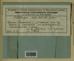 Calliergon cordifolium (Hedw.) Kindb., Гербарий мохообразных, Мхи - Центральное Нечерноземье (B6) (Россия)